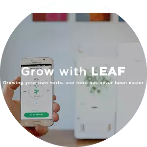 LEAF