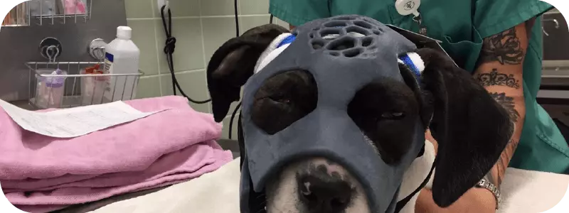 Dog Skull Mask